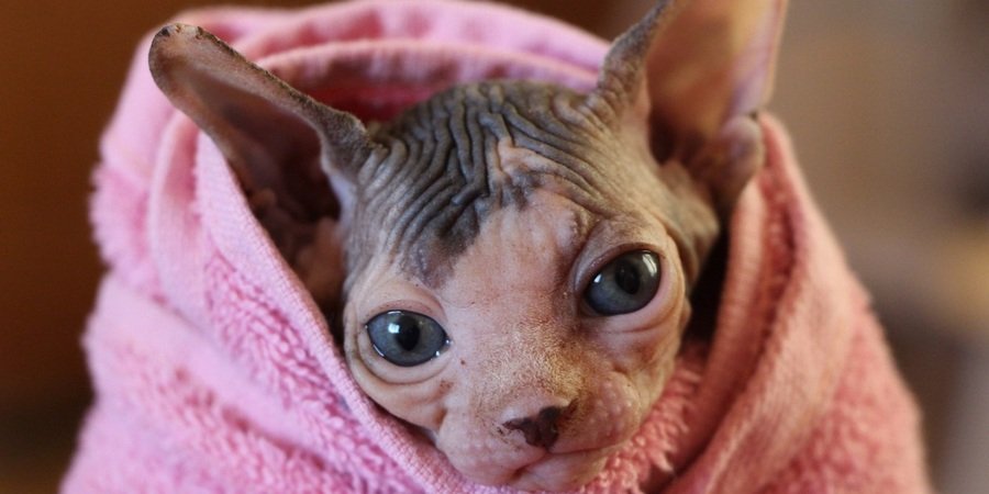 How to bath a sphynx cat: The Ultimate Stress-Free Guide a warm and dry moonlit majesty sphynx kitten wrapped in a towel after a bath.