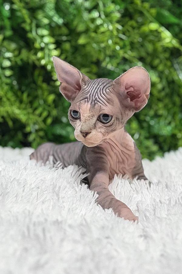 affordable sphynx kittens usa