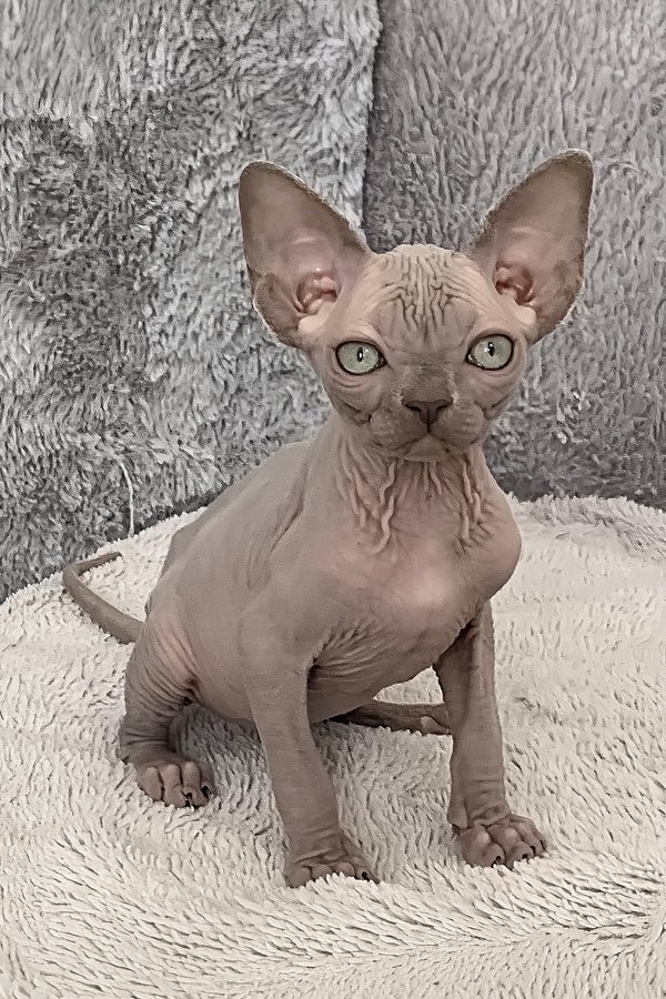 buy sphynx kittens usa