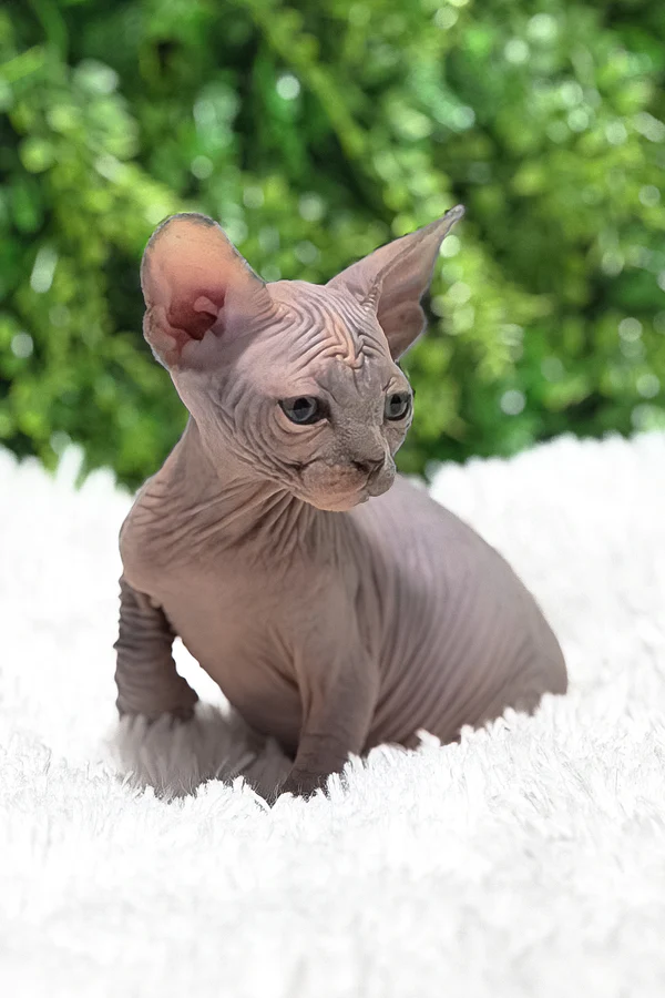 Available Kittens healthy hairless sphynx kitten for sale in usa (2)
