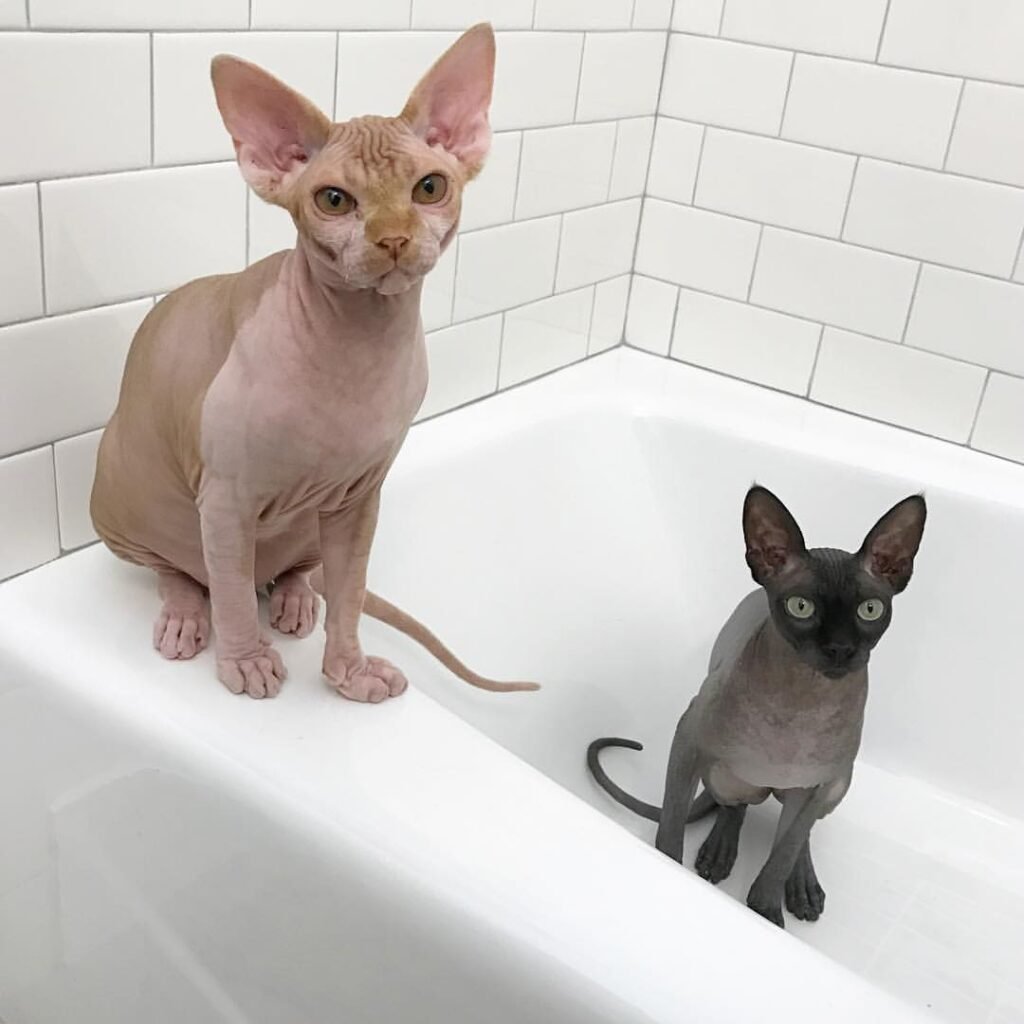 How to bath a sphynx cat: The Ultimate Stress-Free Guide moonlit majesty sphynx cat prepared for a stress free bath in a warm sink