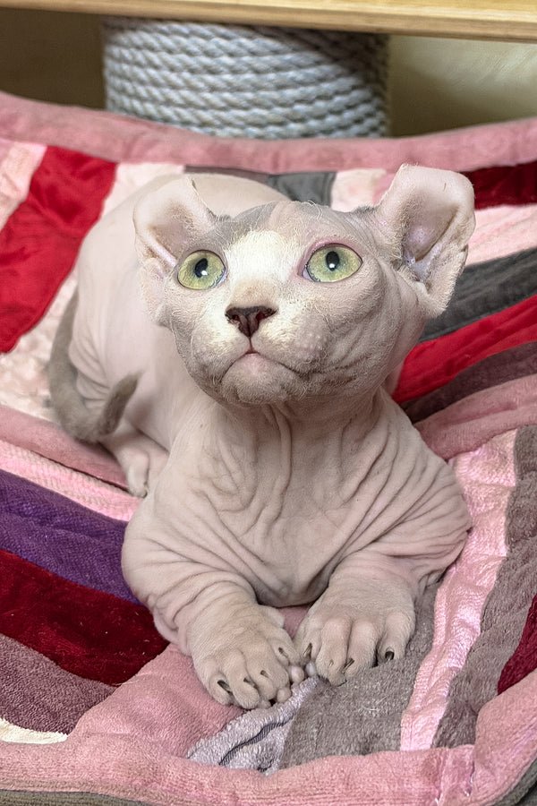 Available Kittens sphynx kittens available in usa (2)