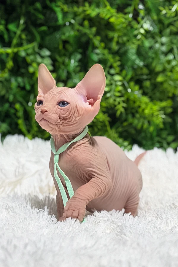 Available Kittens Healthy Sphynx kittens available in USA