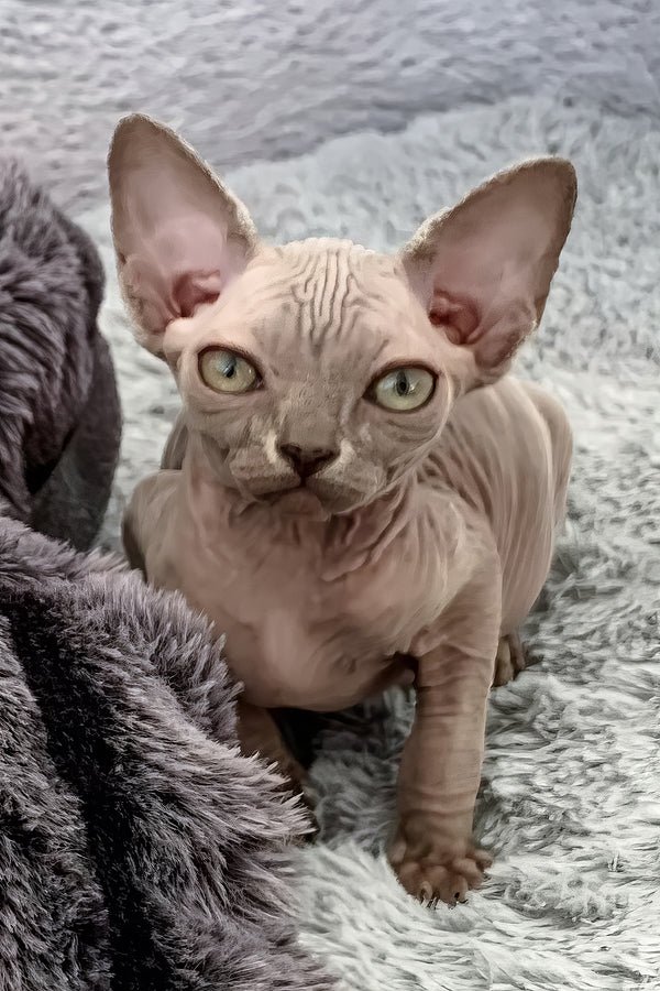 Available Kittens sphynx kittens available in usa (3)