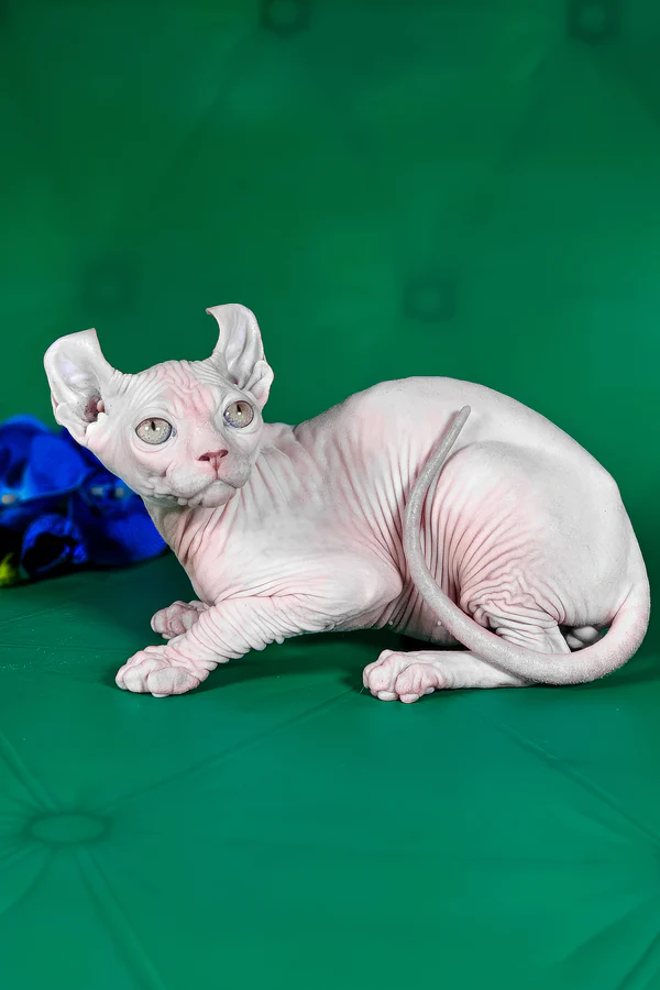 Available Kittens sphynx kittens available in usa (3)
