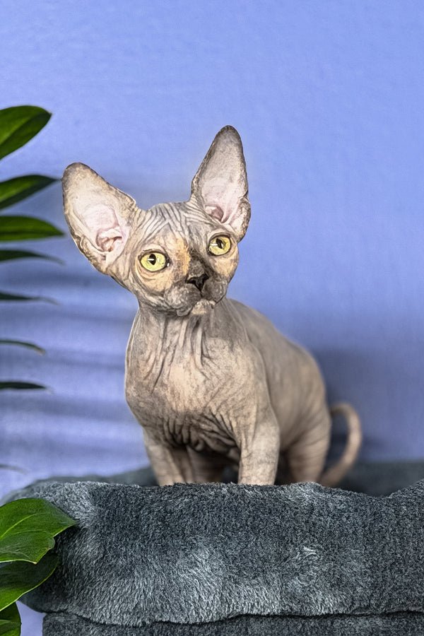 Available Kittens 1 martina 1102009 600x