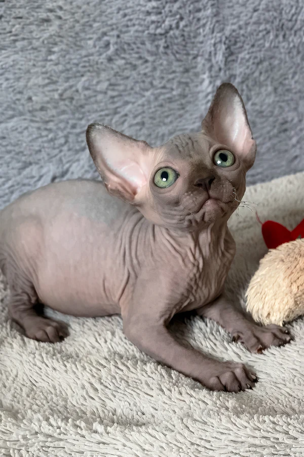 Available Kittens Hairless sphynx cat for sale