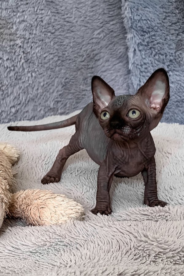 Available Kittens TICA & CFA sphynx kitten for adoption