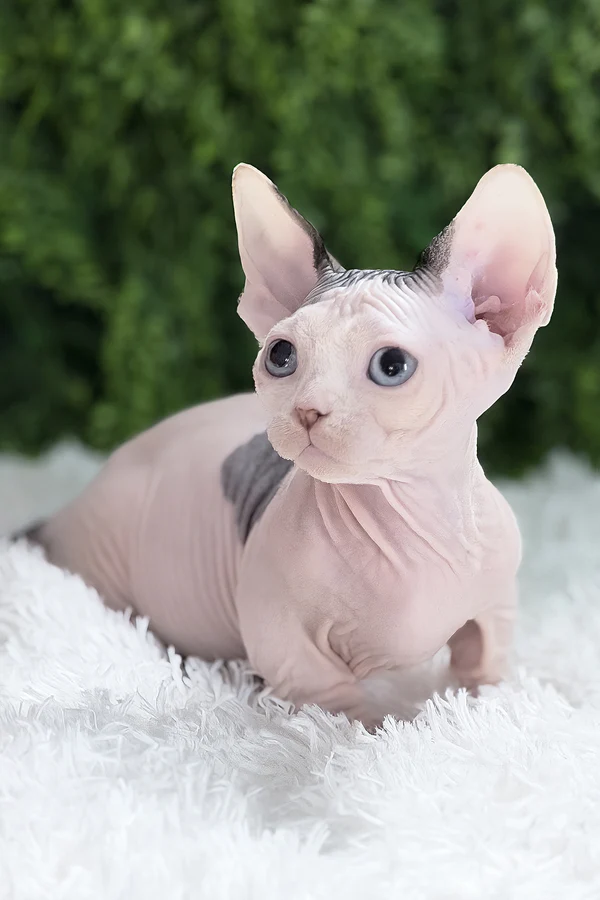 Available Kittens atlas (7)