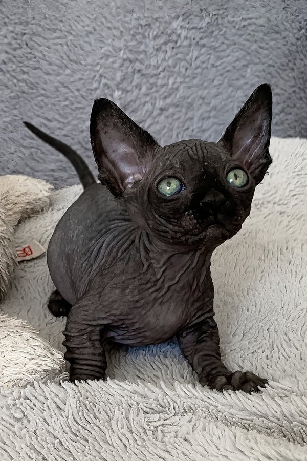 Available Kittens black female bambino kitten mystica (3)