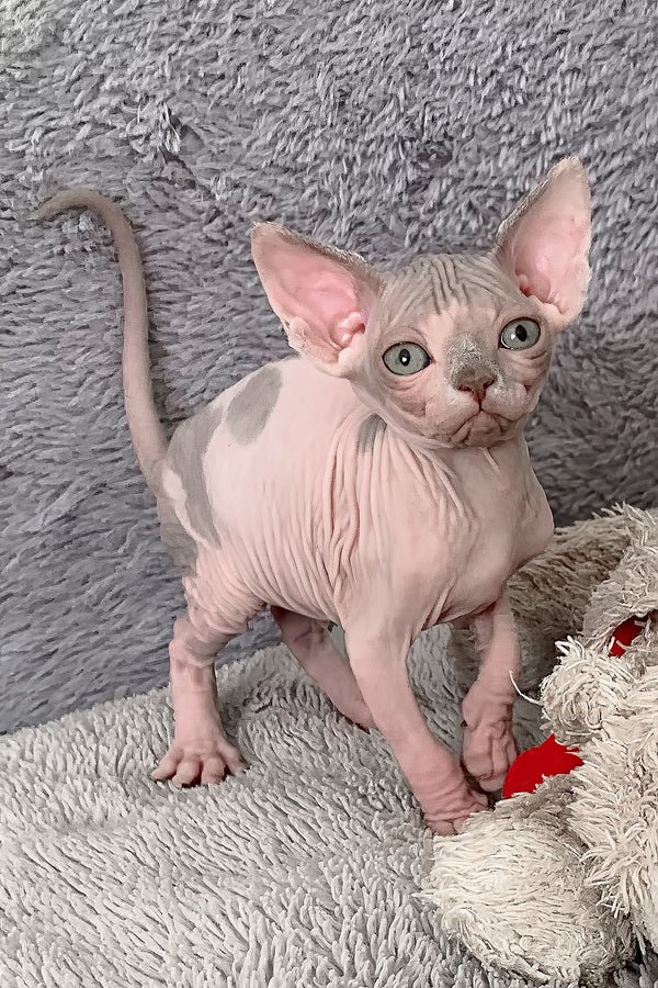 Available Kittens blue halequin female heart (1)