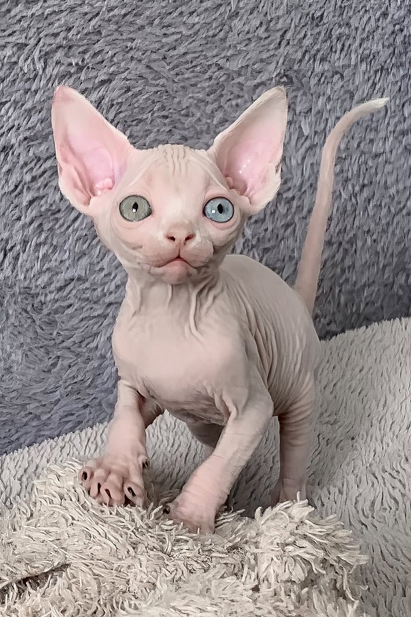 Available Kittens white female canadian sphynx majesty (2)